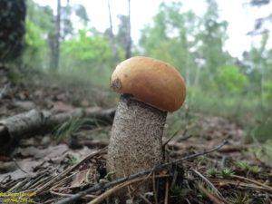 Июньские клубни трубчатых грибов